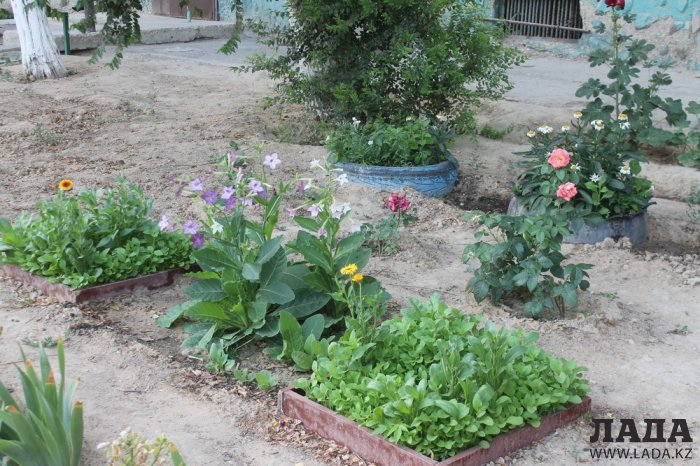 Полив по факту: Исполнение графика в Актау 22 июня