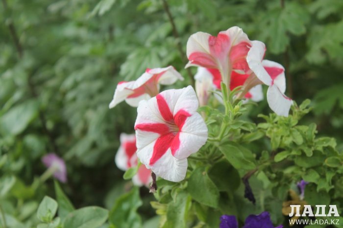 Полив по факту: Исполнение графика в Актау 22 июня