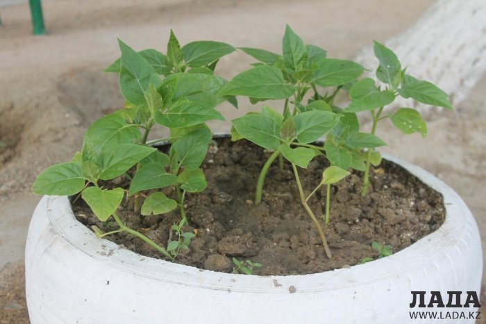 Полив по факту: Исполнение графика в Актау 22 июня