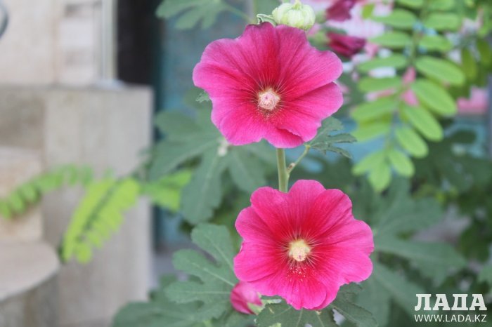 Полив по факту: Исполнение графика в Актау 22 июня