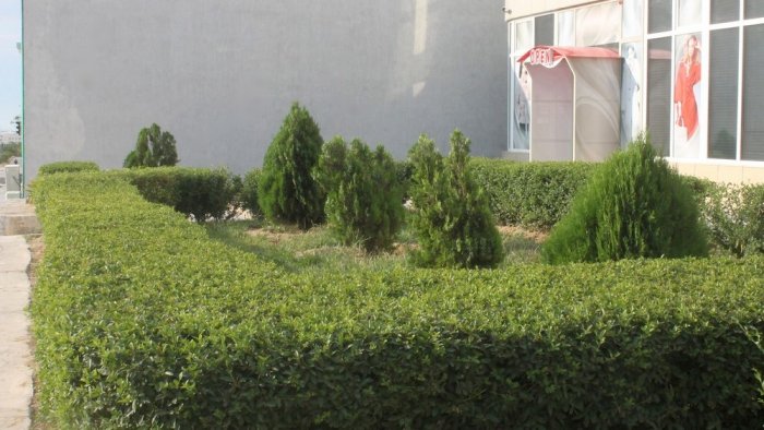 Полив по факту: Исполнение графика в Актау 22 июня