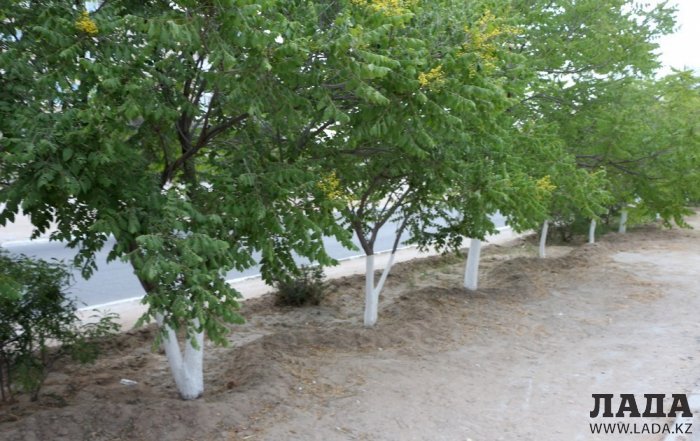 Полив по факту: Исполнение графика в Актау 24 июня