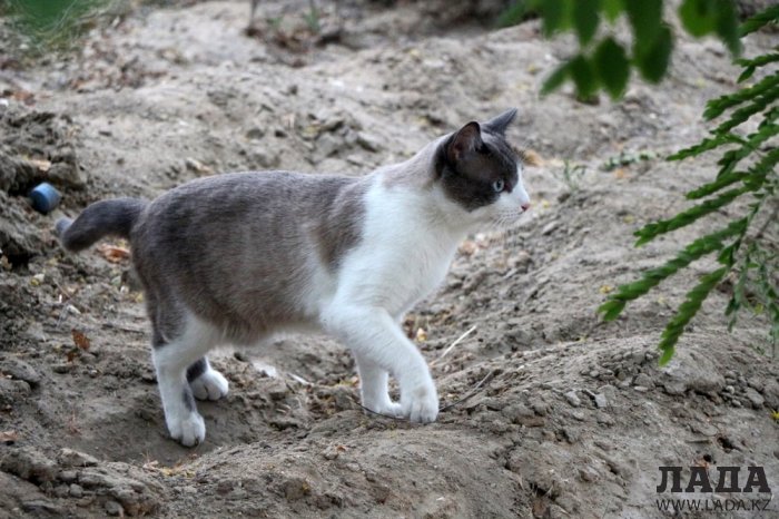 Полив по факту: Исполнение графика в Актау 24 июня