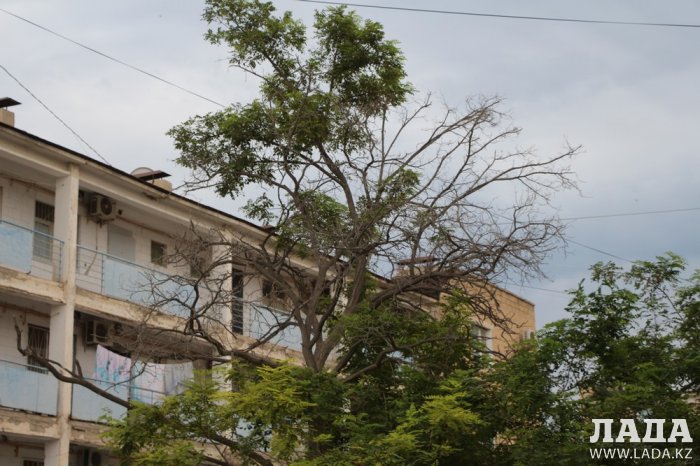 Полив по факту: Исполнение графика в Актау 24 июня