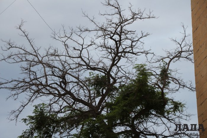 Полив по факту: Исполнение графика в Актау 24 июня