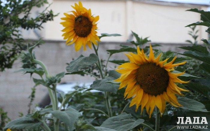 Полив по факту: Исполнение графика в Актау 24 июня