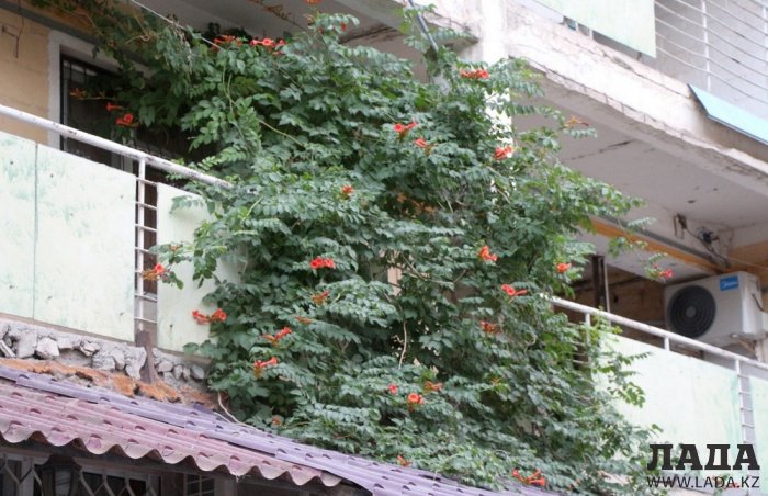 Полив по факту: Исполнение графика в Актау 24 июня