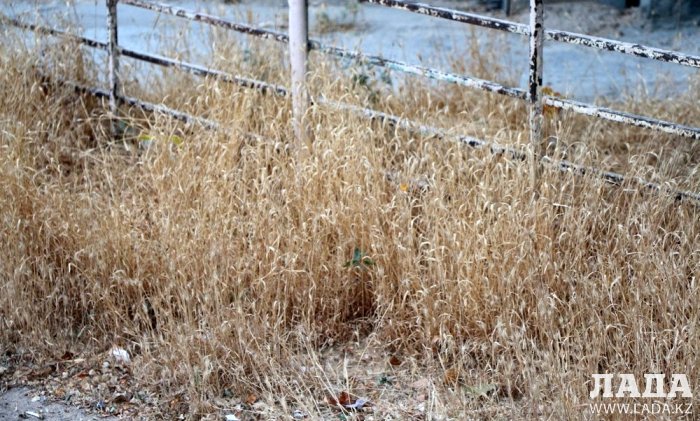 Полив по факту: Исполнение графика в Актау 24 июня