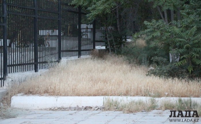 Полив по факту: Исполнение графика в Актау 24 июня