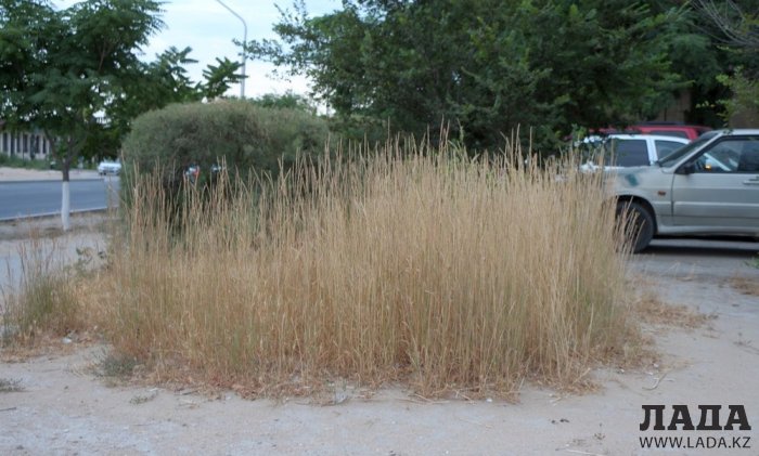 Полив по факту: Исполнение графика в Актау 24 июня