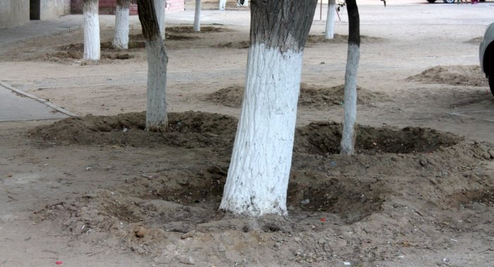 Полив по факту: Исполнение графика в Актау 25 июня