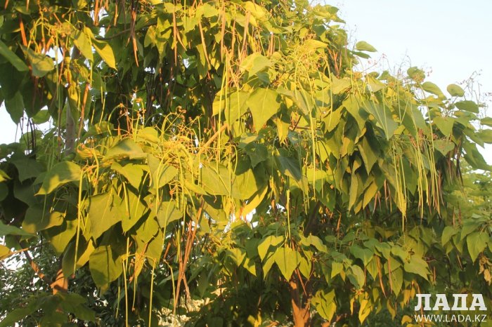 Полив по факту: Исполнение графика в Актау 25 июня