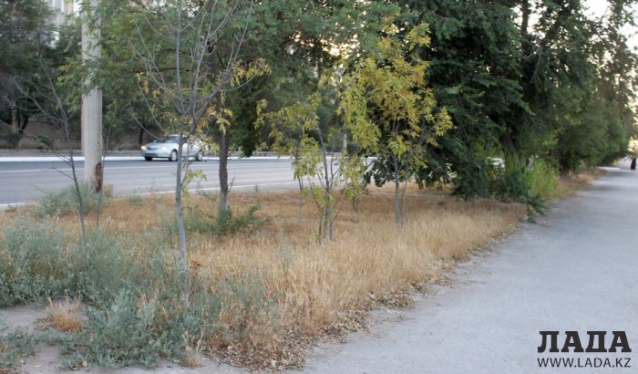 Полив по факту: Исполнение графика в Актау 25 июня