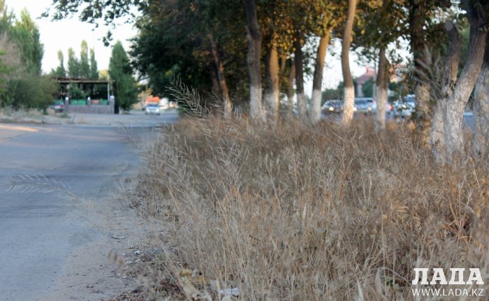 Полив по факту: Исполнение графика в Актау 25 июня