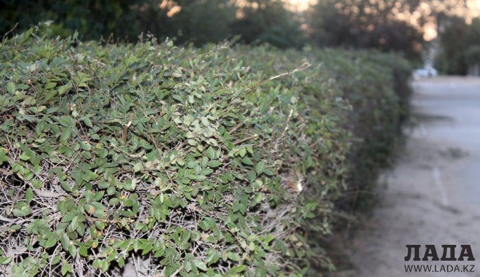 Полив по факту: Исполнение графика в Актау 25 июня