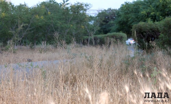 Полив по факту: Исполнение графика в Актау 26 июня