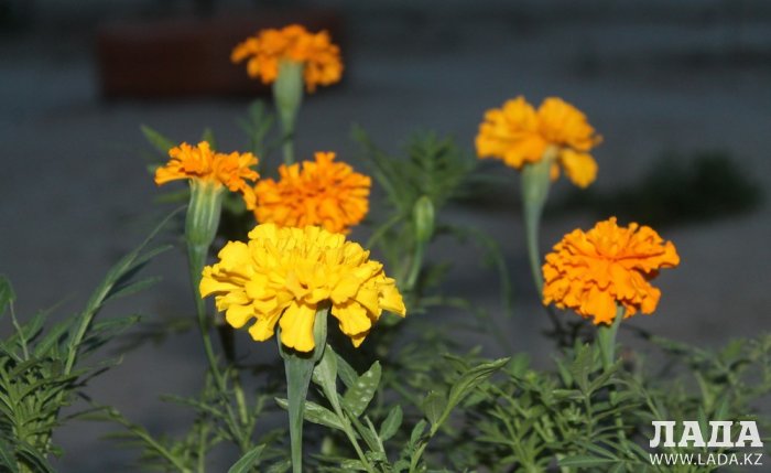 Полив по факту: Исполнение графика в Актау 26 июня