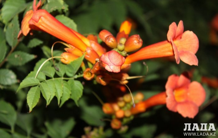 Полив по факту: Исполнение графика в Актау 26 июня