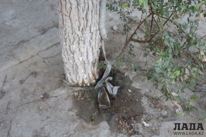 Полив по факту: Исполнение графика в Актау 28 июня