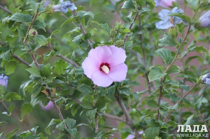 Полив по факту: Исполнение графика в Актау 28 июня