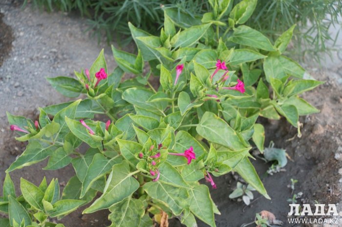 Полив по факту: Исполнение графика в Актау 28 июня