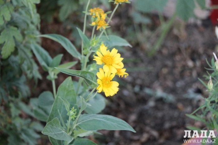 Полив по факту: Исполнение графика в Актау 28 июня
