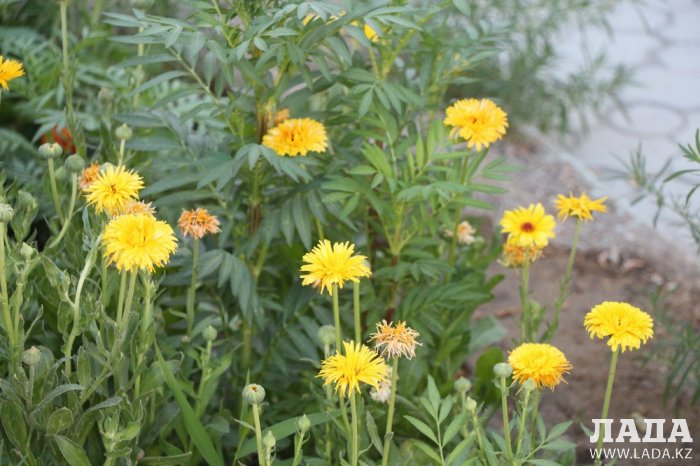Полив по факту: Исполнение графика в Актау 28 июня