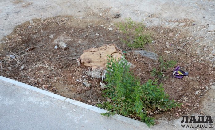 Полив по факту: Исполнение графика в Актау 28 июня