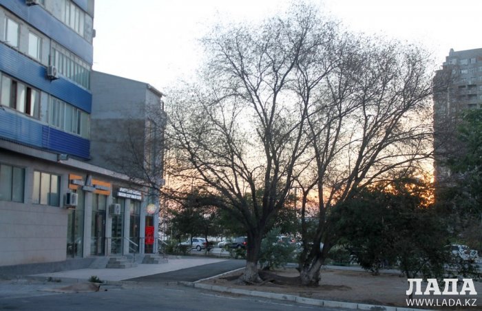 Жительница Актау возмутилась спиливанием живых деревьев