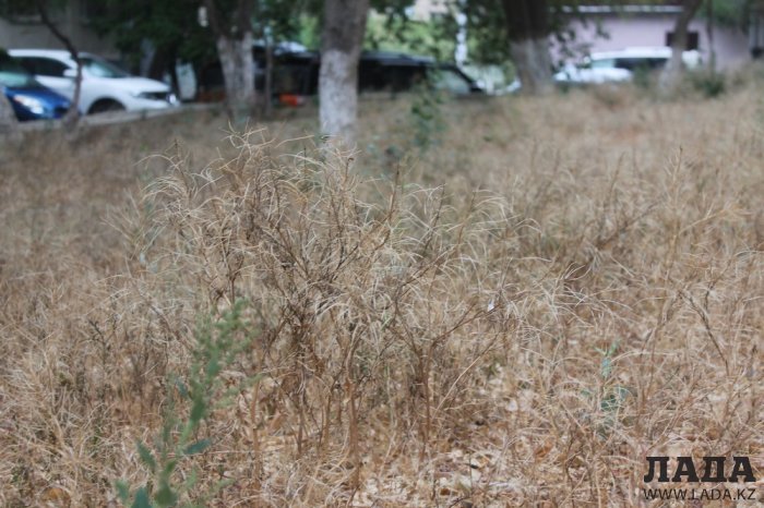 Полив по факту: Исполнение графика в Актау 29 июня