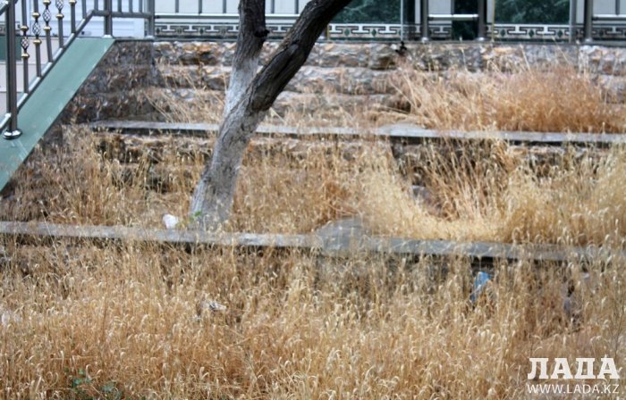 Полив по факту: Исполнение графика в Актау 29 июня