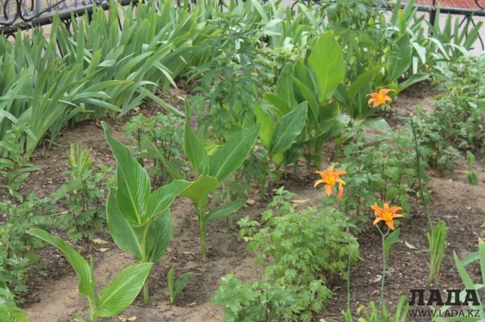 Полив по факту: Исполнение графика в Актау 29 июня