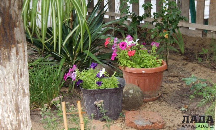 Полив по факту: Исполнение графика в Актау 29 июня