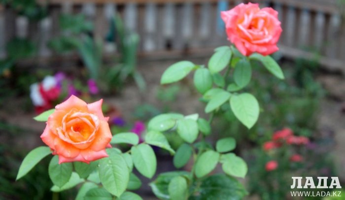 Полив по факту: Исполнение графика в Актау 29 июня