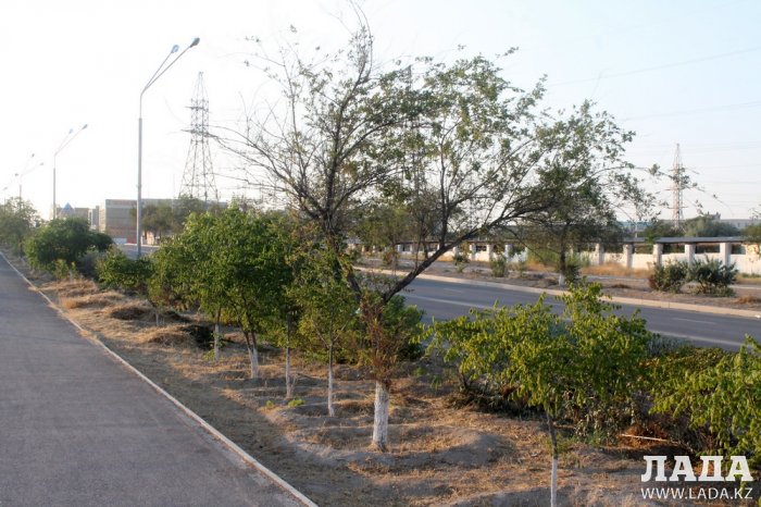 Издевательский полив: Состояние зеленых насаждений по периметру ботанического сада Актау. Фоторепортаж