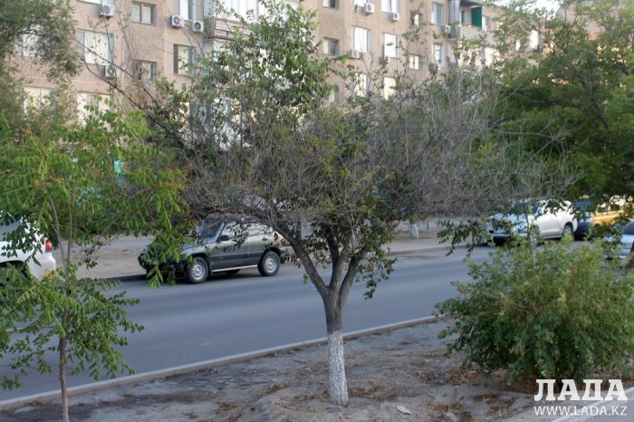 Издевательский полив: Состояние зеленых насаждений по периметру ботанического сада Актау. Фоторепортаж