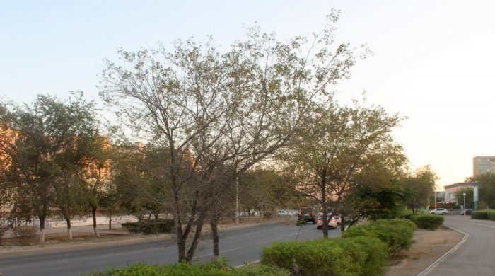 Издевательский полив: Состояние зеленых насаждений по периметру ботанического сада Актау. Фоторепортаж