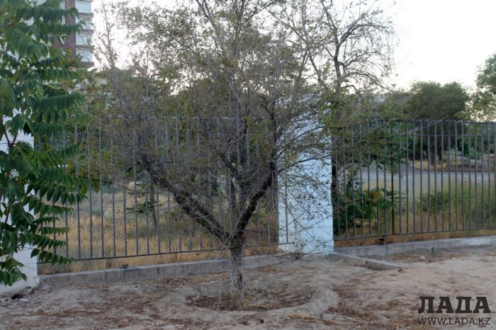 Издевательский полив: Состояние зеленых насаждений по периметру ботанического сада Актау. Фоторепортаж