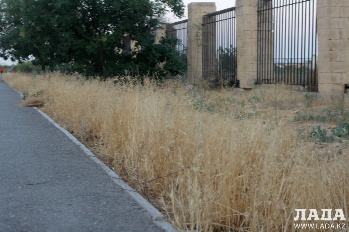 Издевательский полив: Состояние зеленых насаждений по периметру ботанического сада Актау. Фоторепортаж