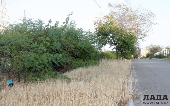 Издевательский полив: Состояние зеленых насаждений по периметру ботанического сада Актау. Фоторепортаж