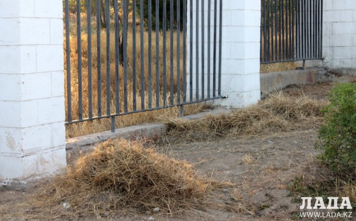 Издевательский полив: Состояние зеленых насаждений по периметру ботанического сада Актау. Фоторепортаж