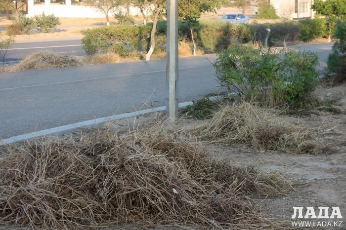 Издевательский полив: Состояние зеленых насаждений по периметру ботанического сада Актау. Фоторепортаж