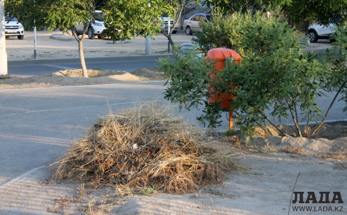 Издевательский полив: Состояние зеленых насаждений по периметру ботанического сада Актау. Фоторепортаж
