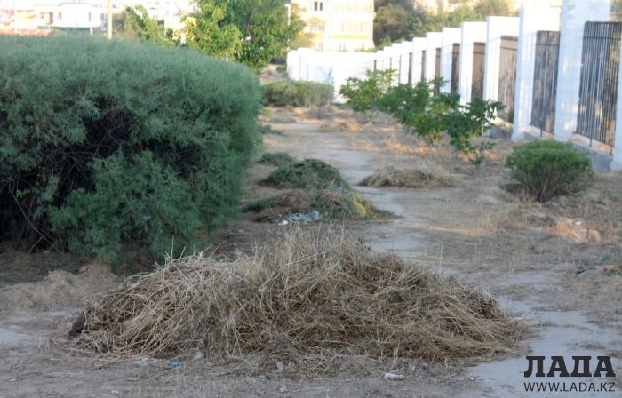 Издевательский полив: Состояние зеленых насаждений по периметру ботанического сада Актау. Фоторепортаж