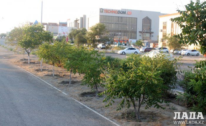 Издевательский полив: Состояние зеленых насаждений по периметру ботанического сада Актау. Фоторепортаж