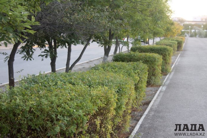 Издевательский полив: Состояние зеленых насаждений по периметру ботанического сада Актау. Фоторепортаж