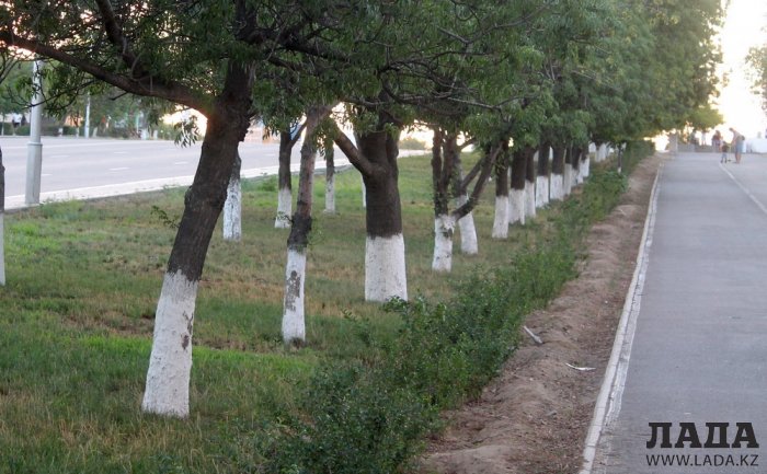 Издевательский полив: Состояние зеленых насаждений по периметру ботанического сада Актау. Фоторепортаж