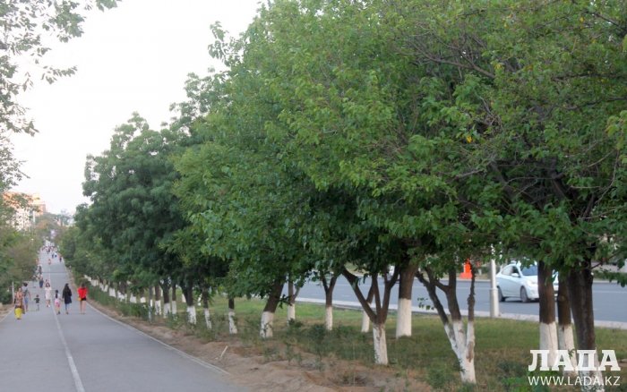 Издевательский полив: Состояние зеленых насаждений по периметру ботанического сада Актау. Фоторепортаж