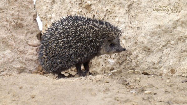 Устюртский заповедник планируют внести в список ЮНЕСКО