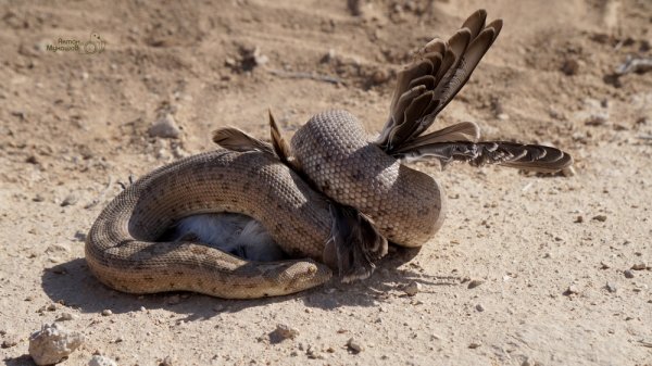 Устюртский заповедник планируют внести в список ЮНЕСКО